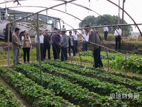 草莓种植怎么申请营业执照（草莓种植办理营业照）