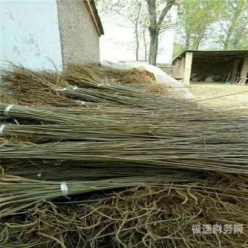 林业产品加工注册什么公司（林业产品批发包括哪些）